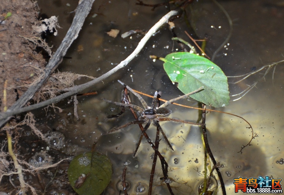 水蜘蛛（20111231）.jpg