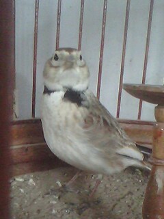 IMG0127A.jpg