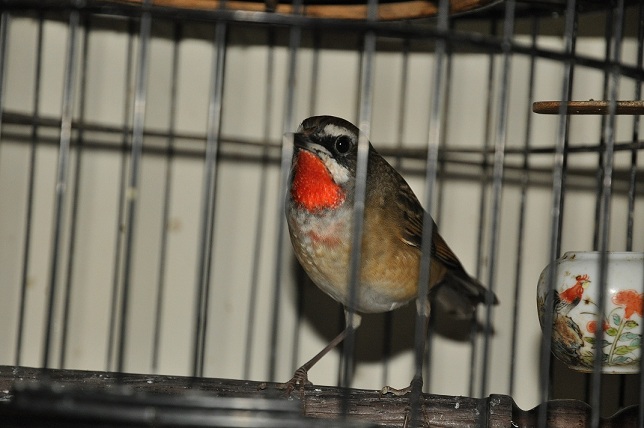DSC_0780.JPG