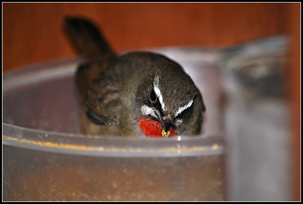 DSC_0118.jpg