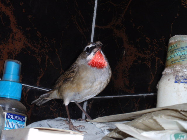 P1130766.JPG