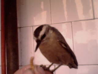 IMG0762A.jpg