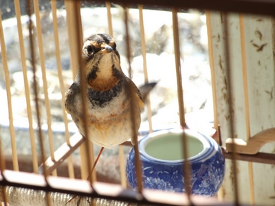 DSCF4617.JPG
