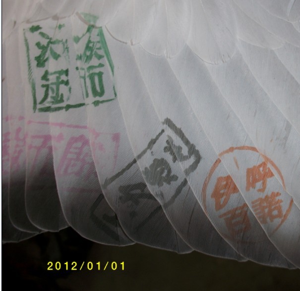 鸟三.jpg