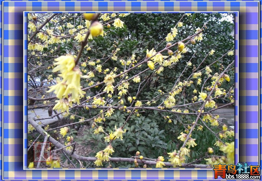 DSCF7333.jpg