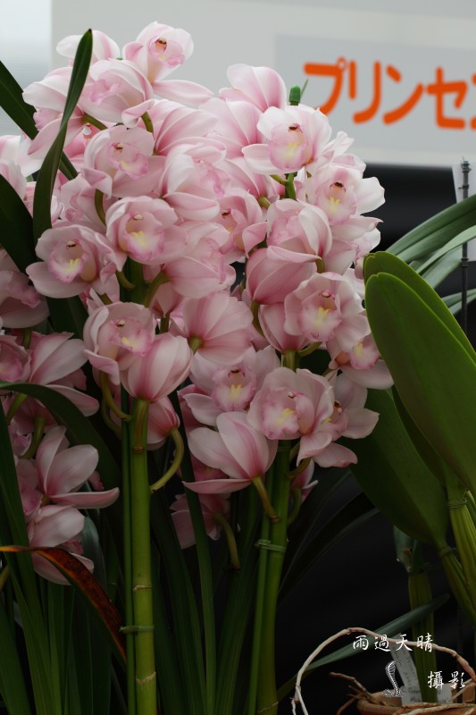 conew_dpp_00120.jpg