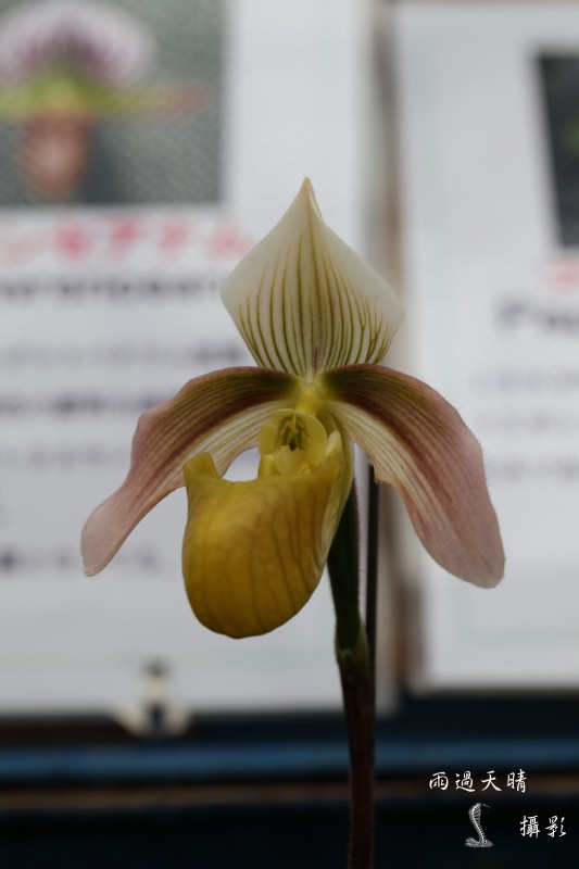 conew_dpp_00029.jpg