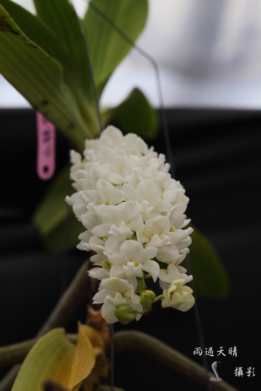 conew_dpp_00065.jpg