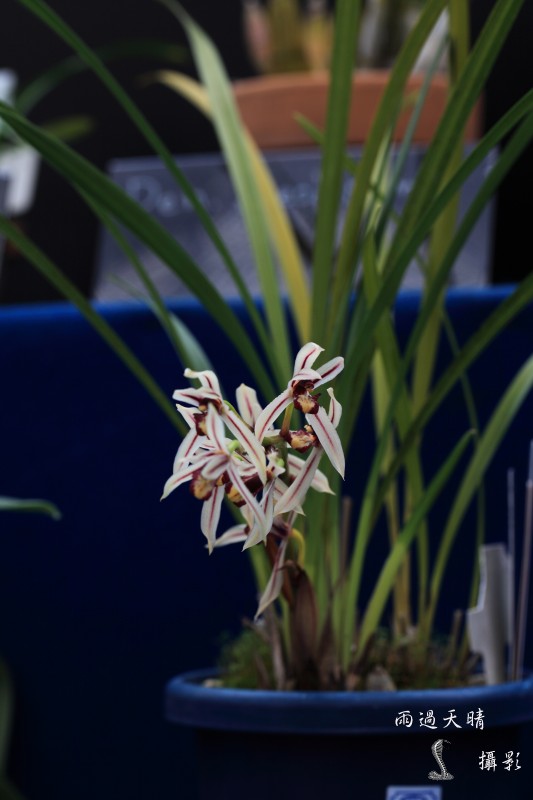 conew_dpp_00044.jpg