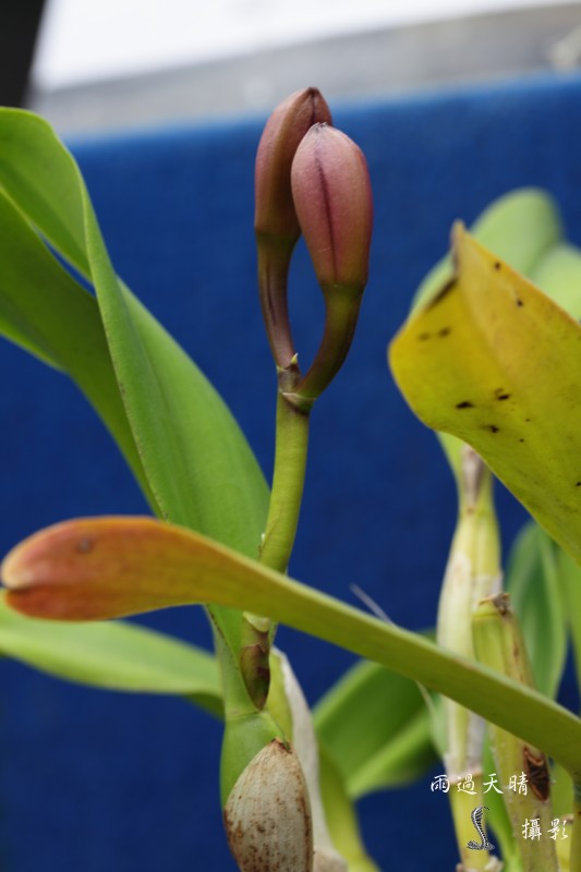 conew_dpp_00071.jpg