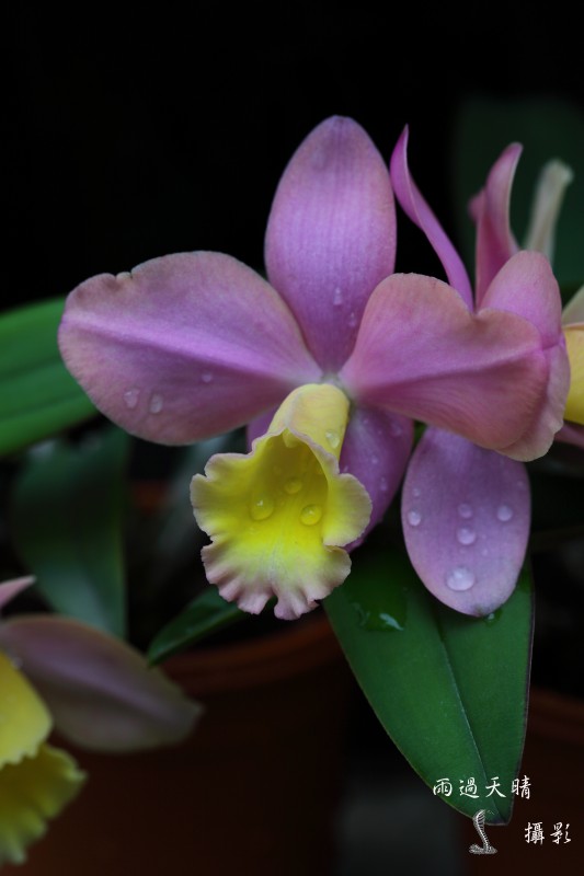 conew_dpp_00090.jpg