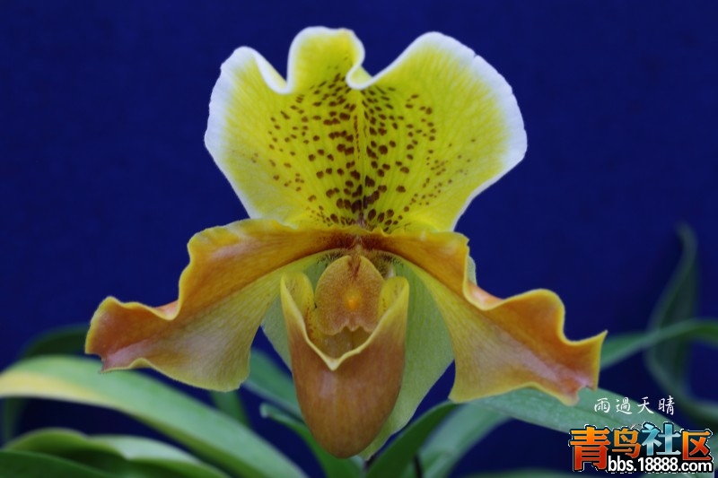 conew_dpp_00111.jpg