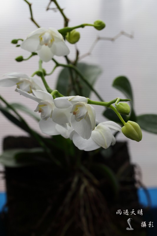 conew_dpp_00083.jpg