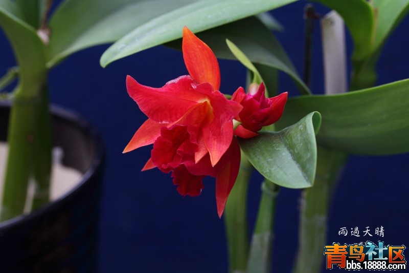 conew_dpp_00106.jpg
