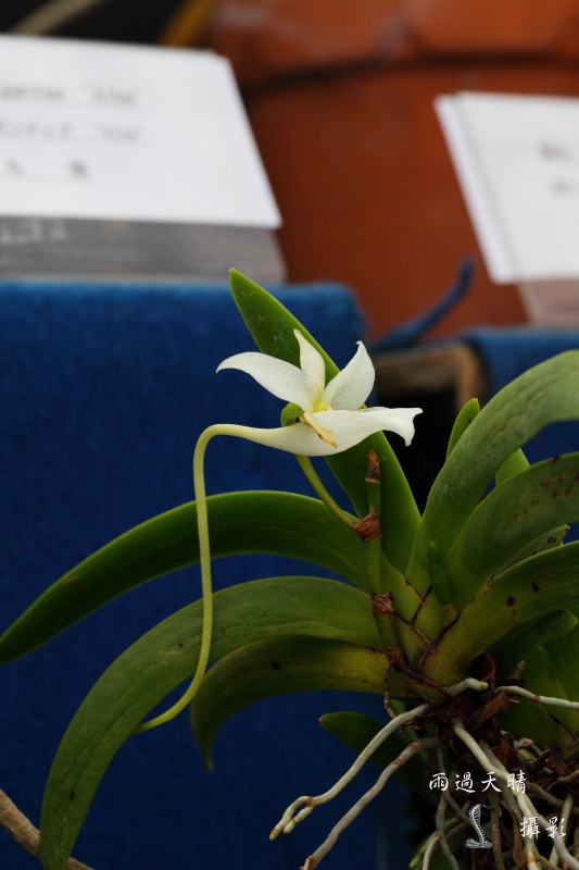 conew_dpp_00068.jpg