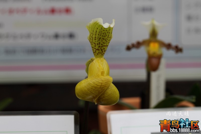 conew_dpp_00020.jpg