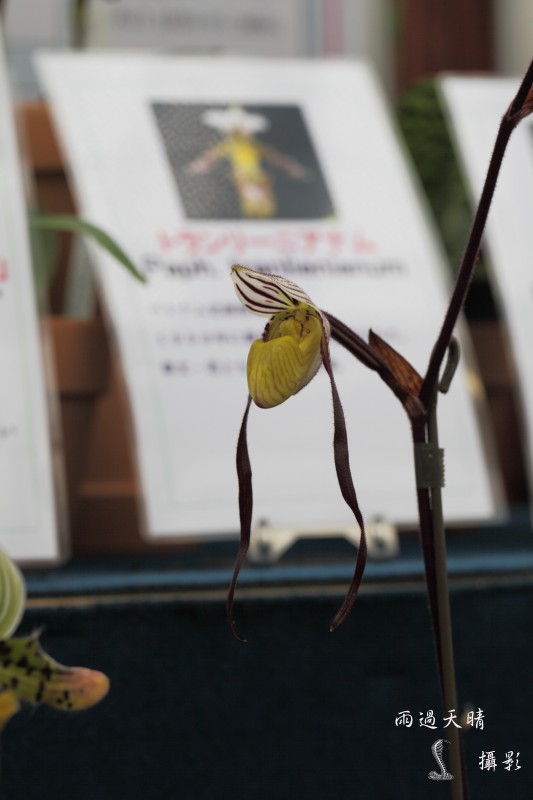 conew_dpp_00031.jpg
