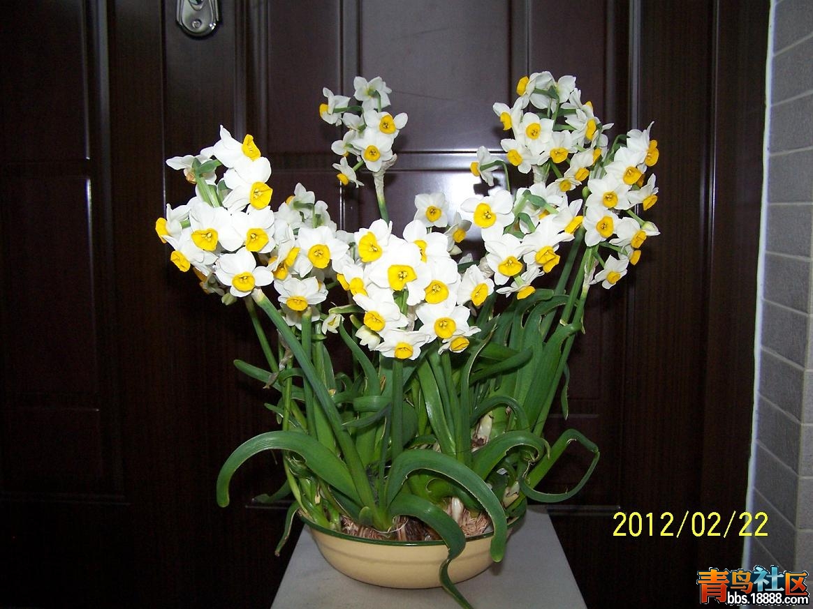 水仙花开了17.JPG