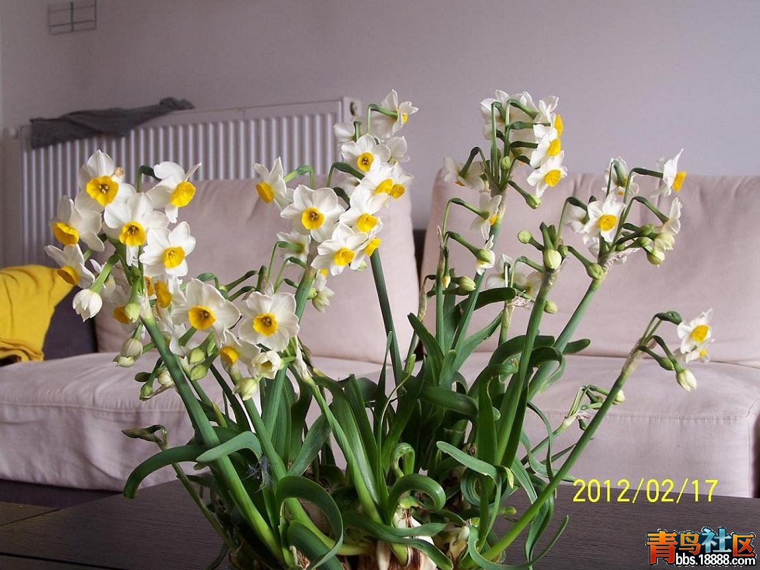 水仙花开了3.JPG