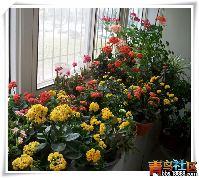 花20_副本.jpg