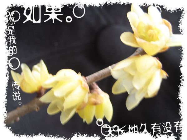 12年2月腊梅 004.jpg