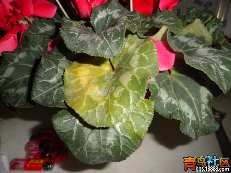 DSC00089新.jpg