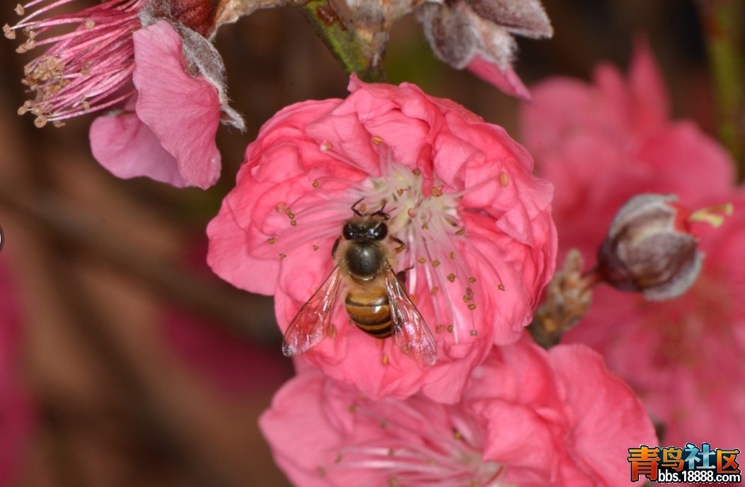 莲花山桃花5（20120211）.jpg