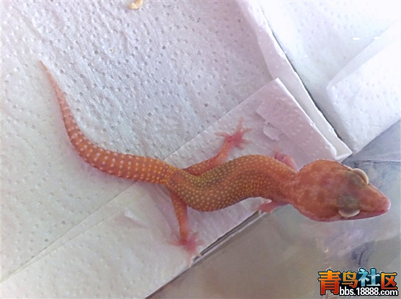 自养RAPTOR1.jpg
