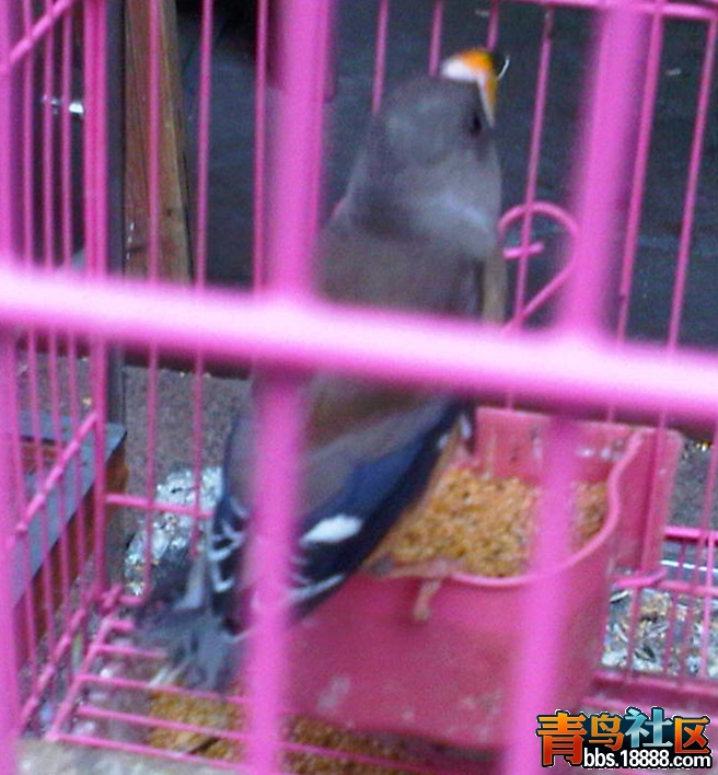 img01175-20120221-1724_副本.jpg