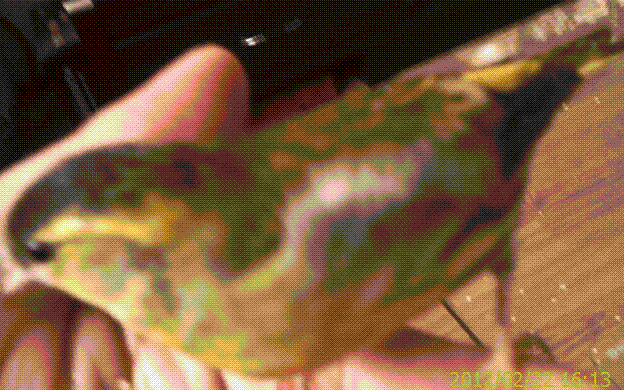 IMAG0082.GIF