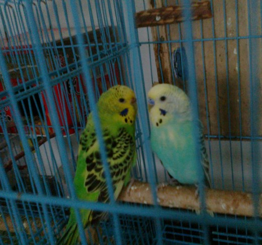 40C{)7G[QIB%(RXC9L@0@DF.jpg