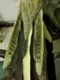 20120113294.jpg