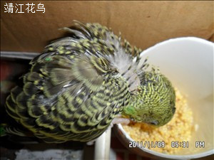 SAM_0262_副本.jpg
