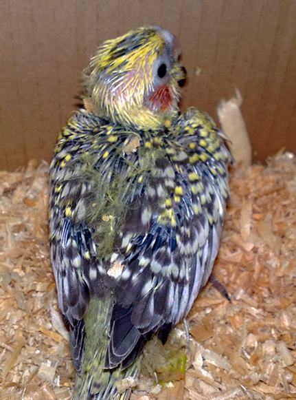 20120225361.jpg