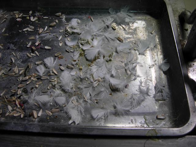 DSCN4632.JPG