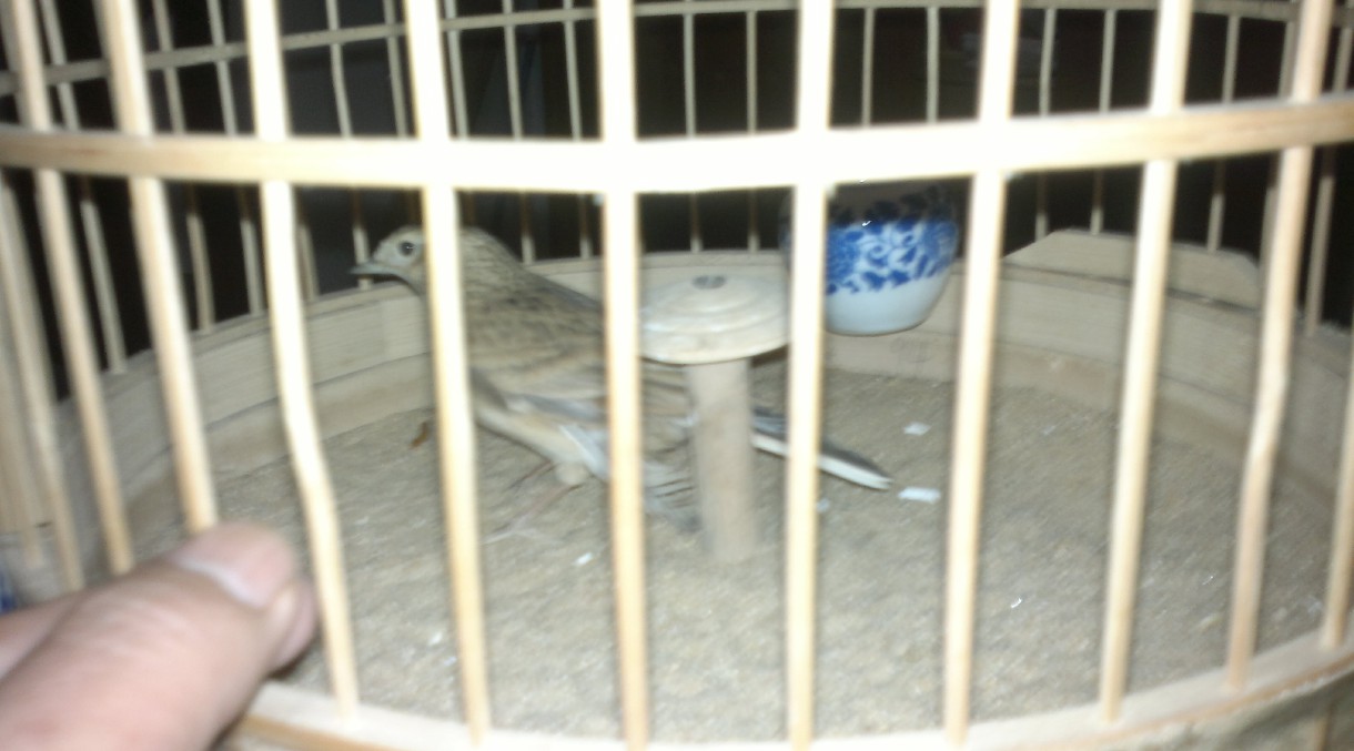 20120215882.jpg