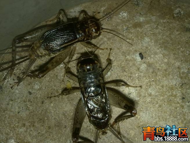 红牙青2.jpg