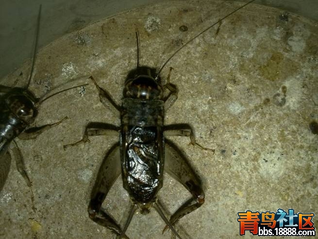 红牙青1.jpg