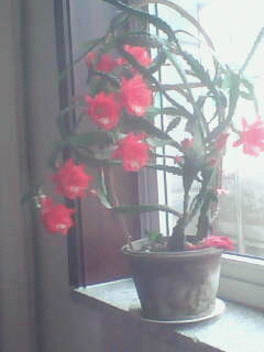 IMG0010A.gif
