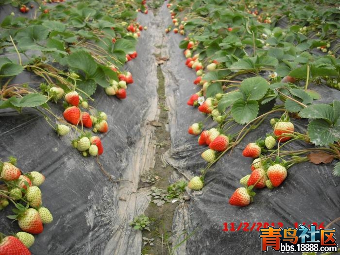 调整大小 CIMG8943.JPG
