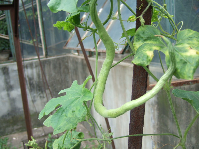 DSCF0012.JPG