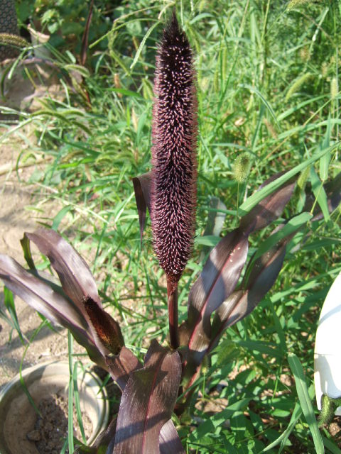 DSCF7103.JPG