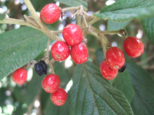 DSCF0547.JPG