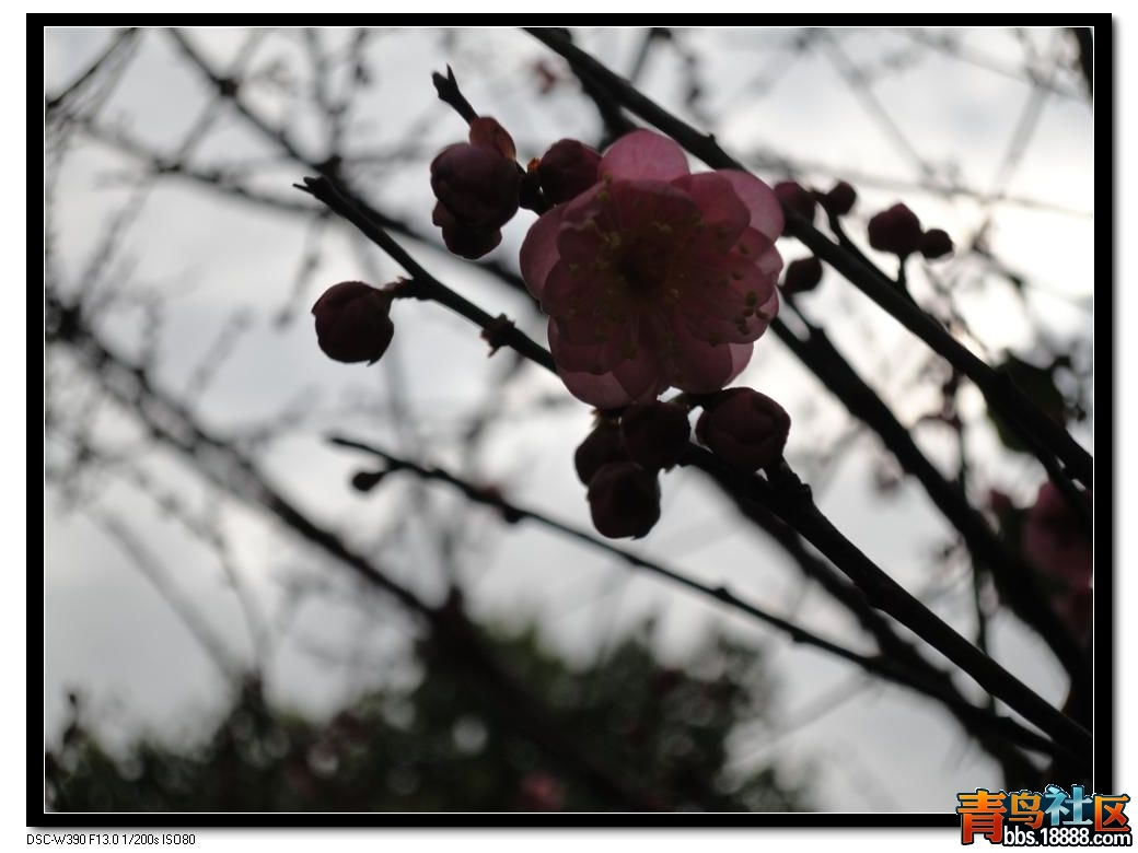 DSC00983 (自定义).JPG