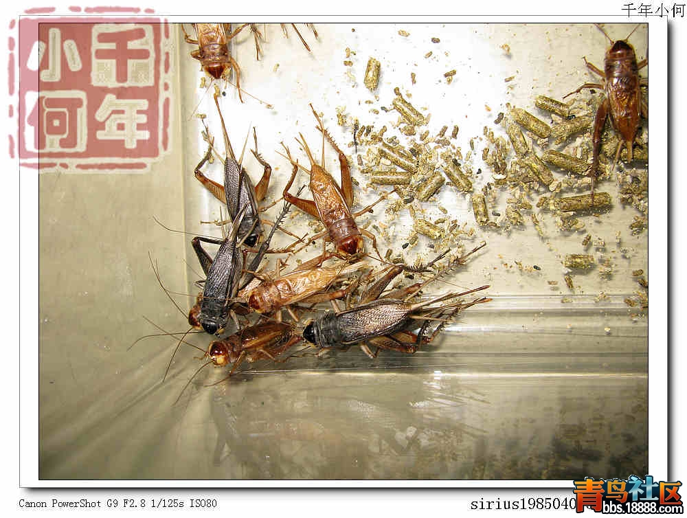西瓜玉 黑玉&nbsp;&nbsp; 0 (3).jpg
