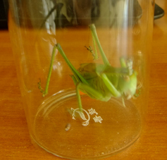 DSCF3524.jpg