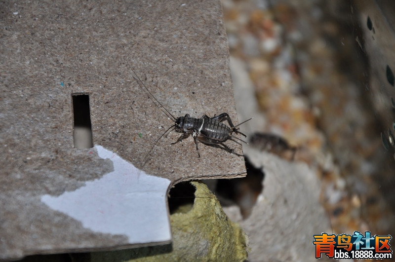 DSC_0006_副本.jpg