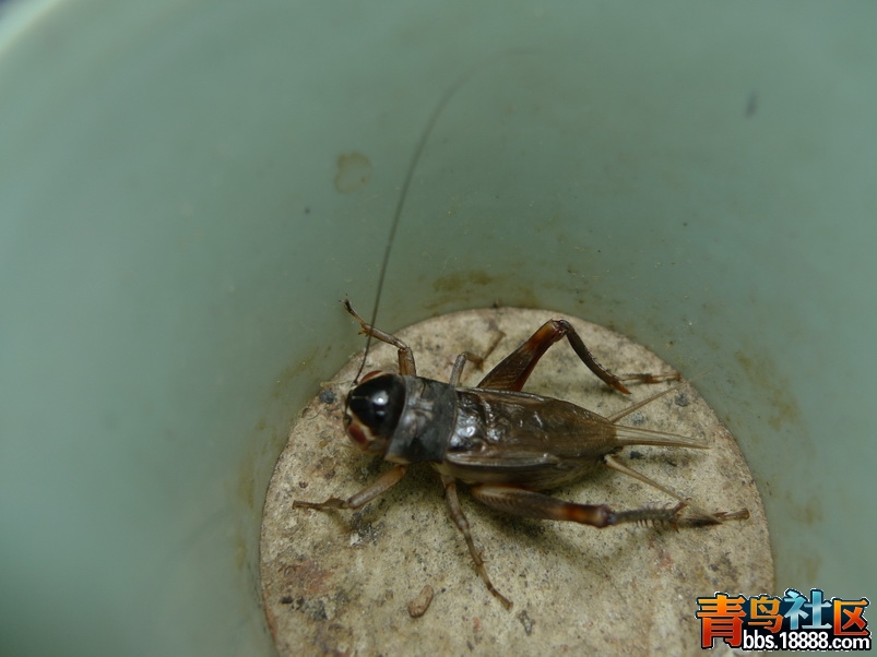 P1010247_调整大小.JPG