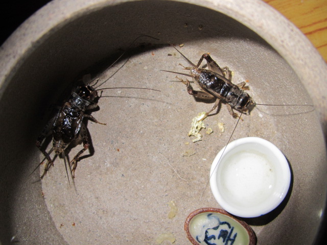 IMG_1057.jpg