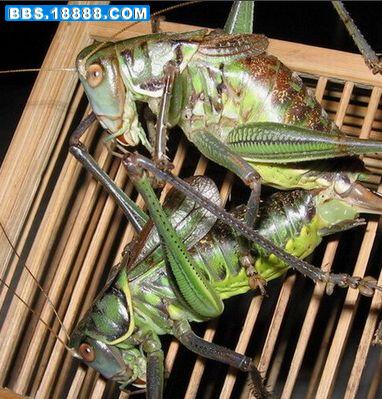 蝈蝈.jpg